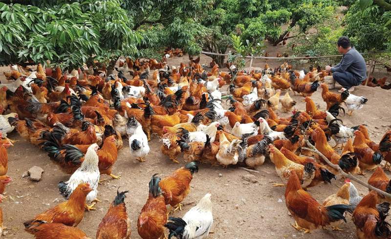 Kỹ thuật nuôi gà thả vườn nên phải chú trọng cả việc chọn gà 