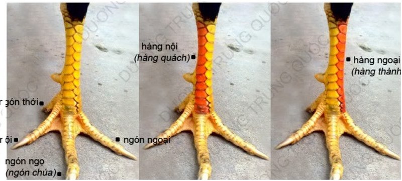 Loại chân khá là có lực khi đánh nhau với đối thủ 
