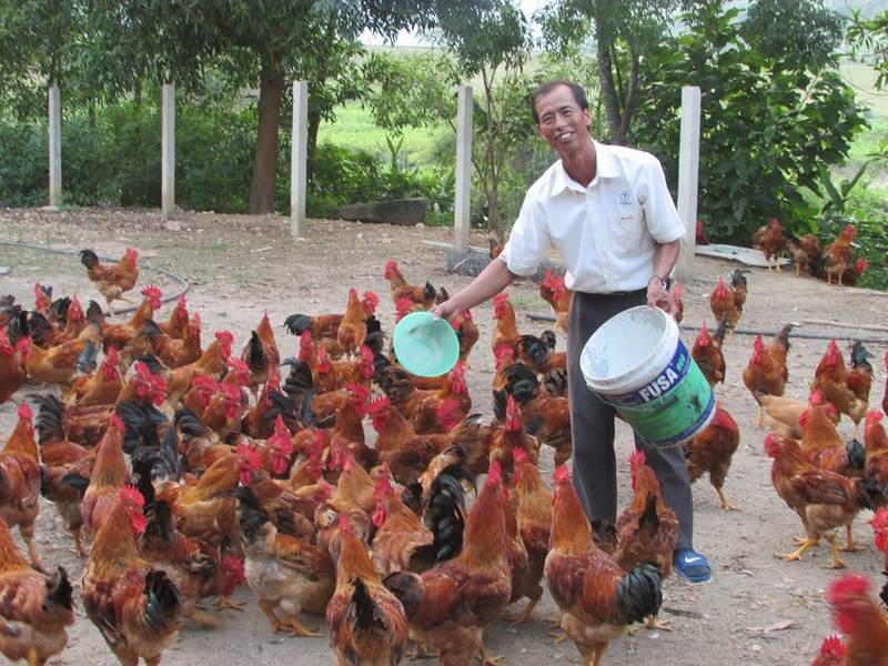 Đặc điểm nhận biết của con gà 3 hàng này là vảy 